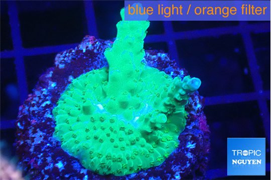 Acropora green purple 3-5 cm WYSIWYG acclimaté