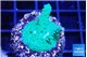 Acropora green purple 3-5 cm WYSIWYG acclimaté