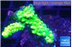 Acropora full neon green 3-5 cm WYSIWYG acclimaté