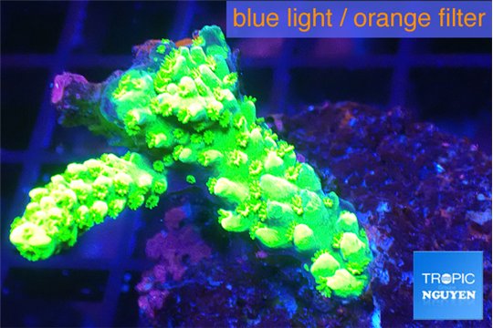 Acropora full neon green 3-5 cm WYSIWYG acclimaté