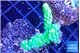 Acropora full neon green 3-5 cm WYSIWYG acclimaté