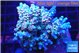 Acropora Walt Disney 6-10 cm WYSIWYG acclimaté