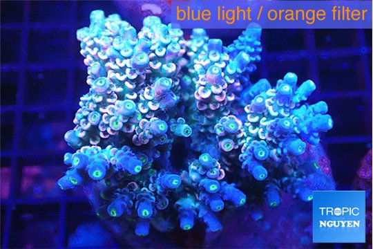 Acropora Walt Disney 6-10 cm WYSIWYG acclimaté