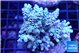 Acropora Walt Disney 6-10 cm WYSIWYG acclimaté