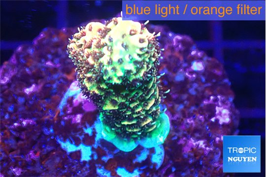 Acropora mango 3-4 cm WYSIWYG acclimaté