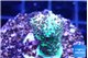 Acropora mango 3-4 cm WYSIWYG acclimaté