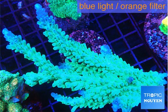 Acropora green ice frag 8-12 cm WYSIWYG acclimaté