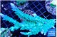 Acropora green ice frag 8-12 cm WYSIWYG acclimaté