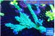 Acropora green purple 6-8 cm WYSIWYG acclimaté