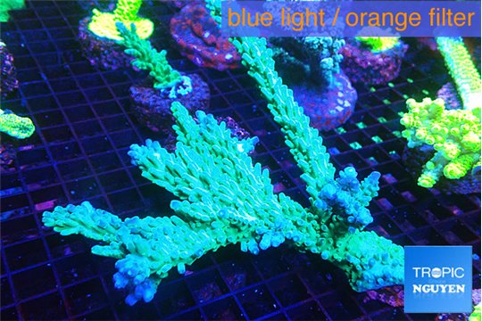 Acropora green purple 6-8 cm WYSIWYG acclimaté