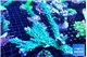 Acropora green purple 6-8 cm WYSIWYG acclimaté