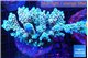 Acropora Walt Disney 7-11 cm WYSIWYG acclimaté