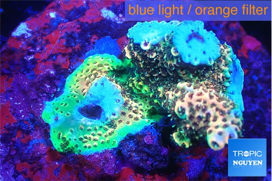 Acropora mango base rock 6-8 cm WYSIWYG acclimaté