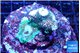 Acropora mango base rock 6-8 cm WYSIWYG acclimaté
