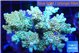 Acropora microclados golden purple 7-11 cm WYSIWYG acclimaté