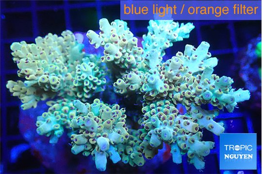 Acropora microclados golden purple 7-11 cm WYSIWYG acclimaté