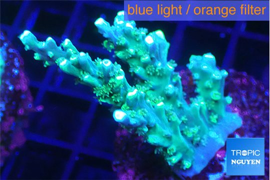 Acropora joker 3-4 cm WYSIWYG acclimaté