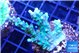 Acropora joker 3-4 cm WYSIWYG acclimaté