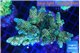 Acropora golden 7-11 cm WYSIWYG acclimaté