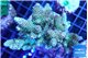 Acropora golden 7-11 cm WYSIWYG acclimaté