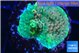 Acropora green 3-4 cm WYSIWYG acclimaté