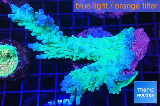 Acropora green purple 7-9 cm WYSIWYG acclimaté