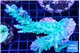 Acropora green purple 7-9 cm WYSIWYG acclimaté