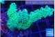 Acropora green purple 4-6 cm WYSIWYG acclimaté