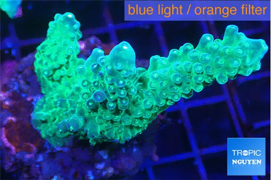Acropora green purple 4-6 cm WYSIWYG acclimaté