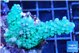 Acropora green purple 4-6 cm WYSIWYG acclimaté