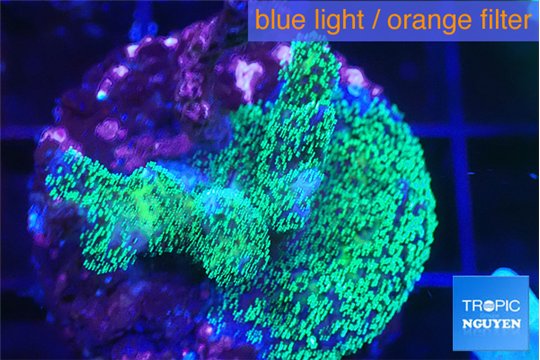 Pocillopora damicornis green 3-4 cm WYSIWYG acclimaté