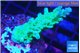 Acropora green purple 3-5 cm WYSIWYG acclimaté