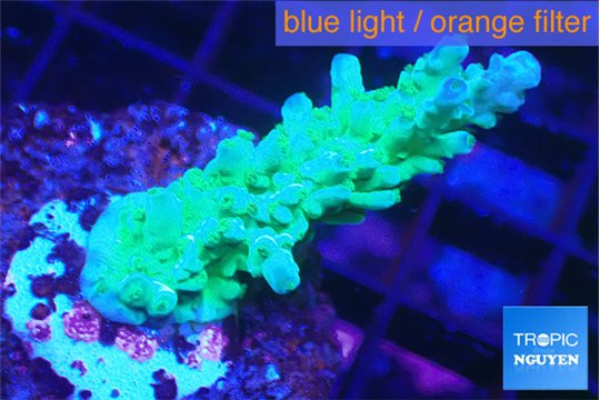 Acropora green purple 3-5 cm WYSIWYG acclimaté