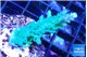 Acropora green purple 3-5 cm WYSIWYG acclimaté