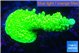 Acropora full neon green 3-4 cm WYSIWYG acclimaté