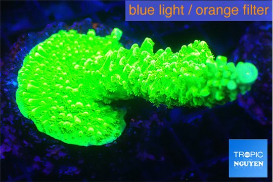 Acropora full neon green 3-4 cm WYSIWYG acclimaté