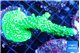 Acropora full neon green 3-4 cm WYSIWYG acclimaté