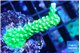 Acropora full neon green 2-4 cm WYSIWYG acclimaté