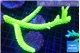 Acropora full neon green 10-15 cm WYSIWYG acclimaté