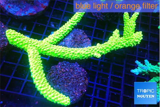 Acropora full neon green 10-15 cm WYSIWYG acclimaté