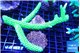 Acropora full neon green 10-15 cm WYSIWYG acclimaté