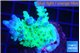 Acropora green purple 3-5 cm WYSIWYG acclimaté