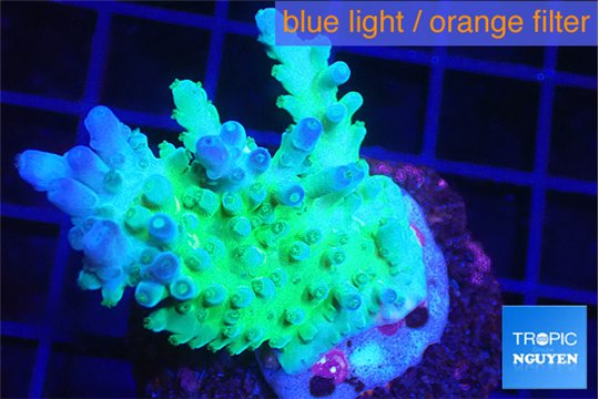 Acropora green purple 3-5 cm WYSIWYG acclimaté