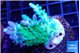 Acropora green purple 3-5 cm WYSIWYG acclimaté