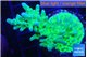 Acropora green purple 4-6 cm WYSIWYG acclimaté