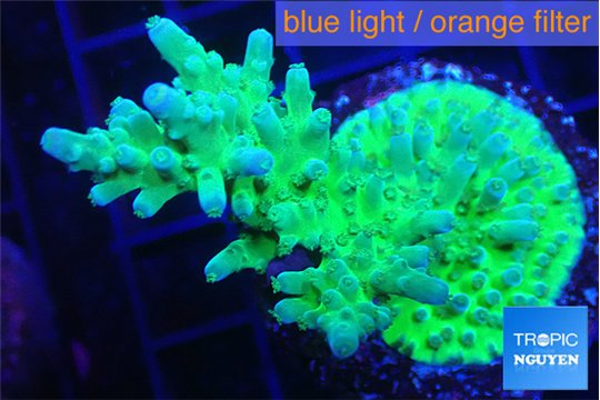 Acropora green purple 4-6 cm WYSIWYG acclimaté
