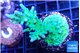 Acropora green purple 4-6 cm WYSIWYG acclimaté