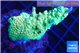 Acropora golden green 4-6 cm WYSIWYG acclimaté