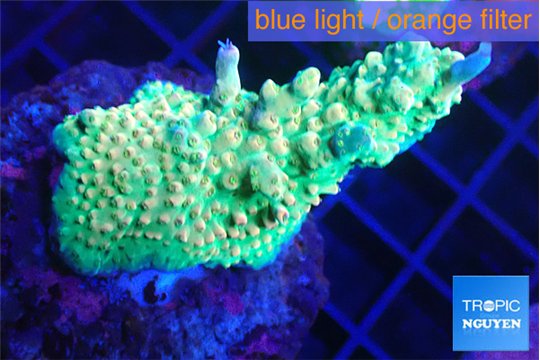 Acropora golden green 4-6 cm WYSIWYG acclimaté