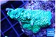 Acropora golden green 4-6 cm WYSIWYG acclimaté